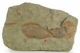 Rare, Kierarges Trilobites - Fezouata Formation #347275-1